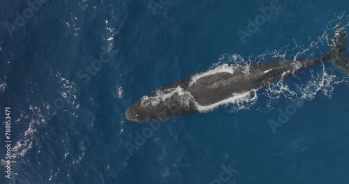 Aerial view of Sperm Whale swimming in the Indian Ocean, Mauritius. photo