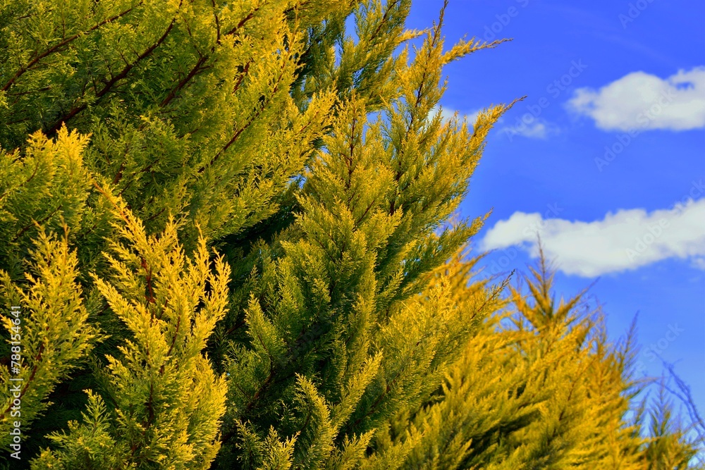 grass and blue sky grass and blue sky
