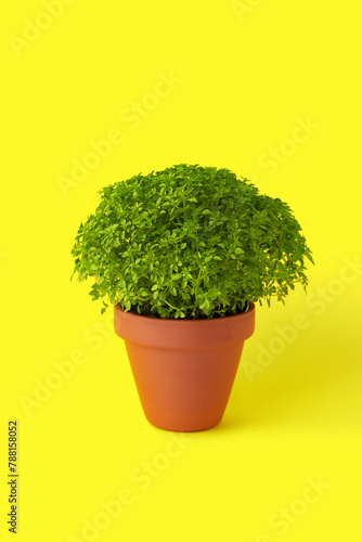 Manjerico potted plant on yellow background. Traditional decor for festival San Juan photo