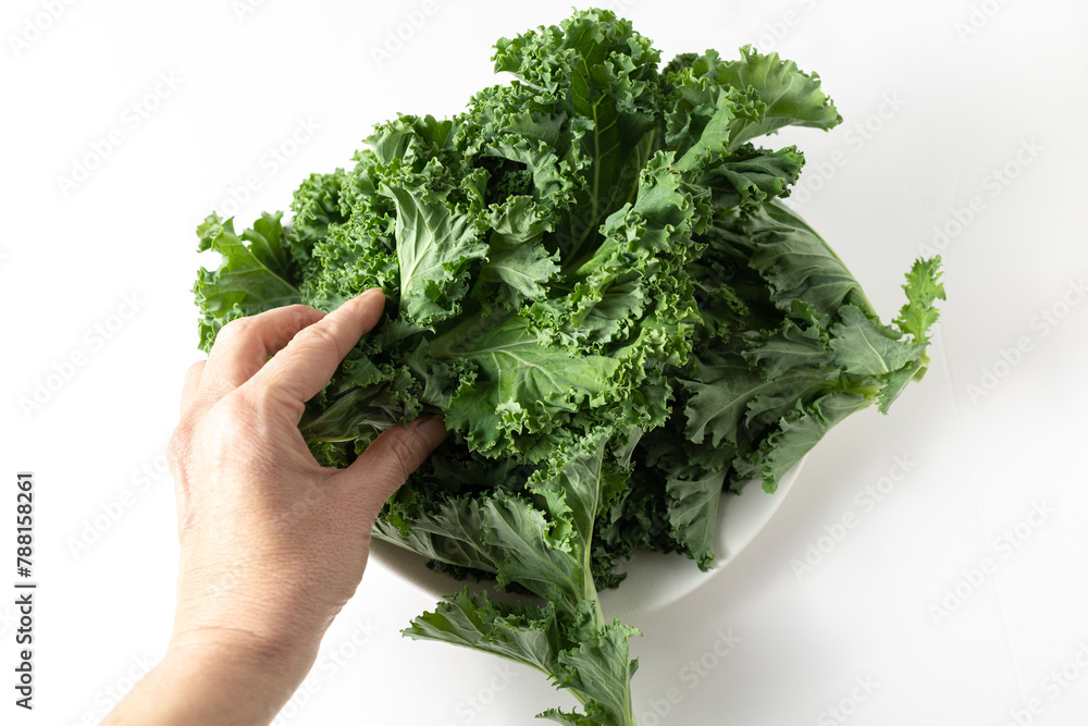 A bunch of fresh kale leaves on a white background. A bunch of fresh kale leaves on a white background.