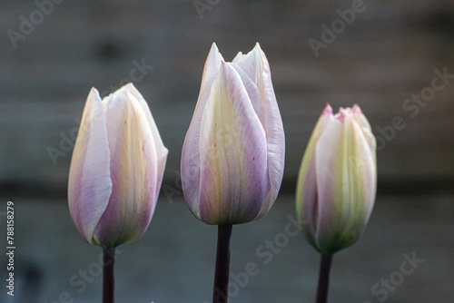 Close up of Three Light Purple Tulips of Various Sizes