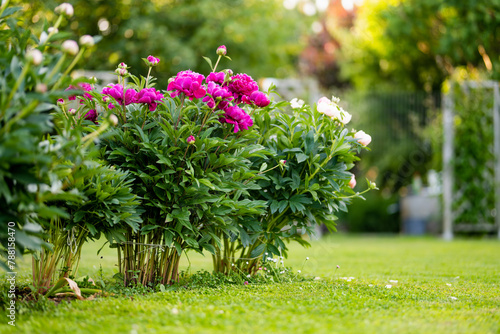 Fototapeta Naklejka Na Ścianę i Meble -  Beautiful pink peonies blossoming in the garden on summer evening. Beauty in nature.