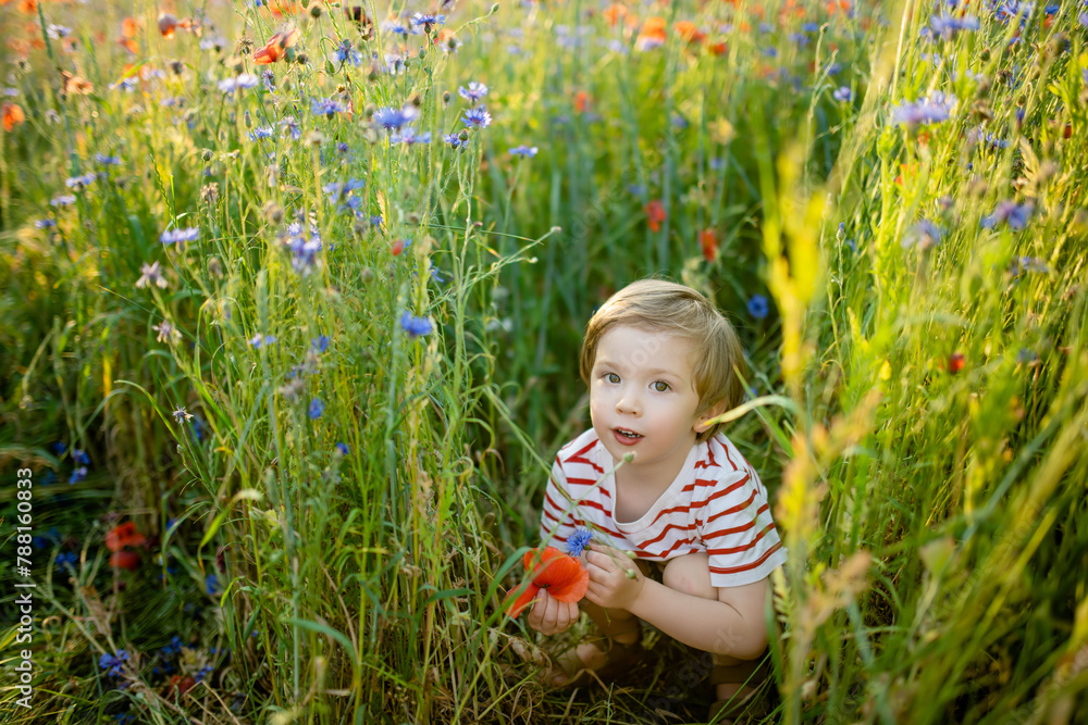 Cute little boy admiring poppy and knapweed flowers in blossoming poppy field on sunny summer day. Cute little boy admiring poppy and knapweed flowers in blossoming poppy field on sunny summer day.