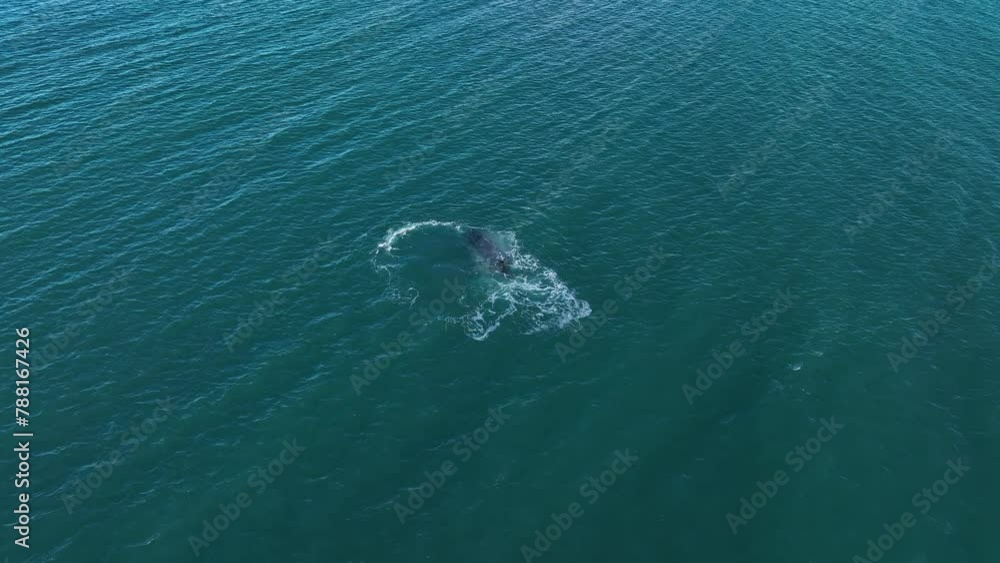 Aerial view of humpback whale in Icelandic waters, Reykjavik, Iceland. Aerial view of humpback whale in Icelandic waters, Reykjavik, Iceland.