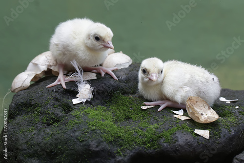Two  one-day-old baby turkeys are looking for food on a rock covered in moss. This bird, which is usually bred by humans for meat consumption, has the scientific name Meleagris gallopavo.