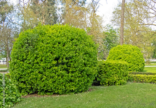 Euonymus japonicus or evergreen spindle or japanese spindle globe form topiary