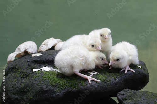 The cute and adorable appearance of a number of baby turkeys that are only one day old. This bird, which is usually bred by humans for meat consumption, has the scientific name Meleagris gallopavo.