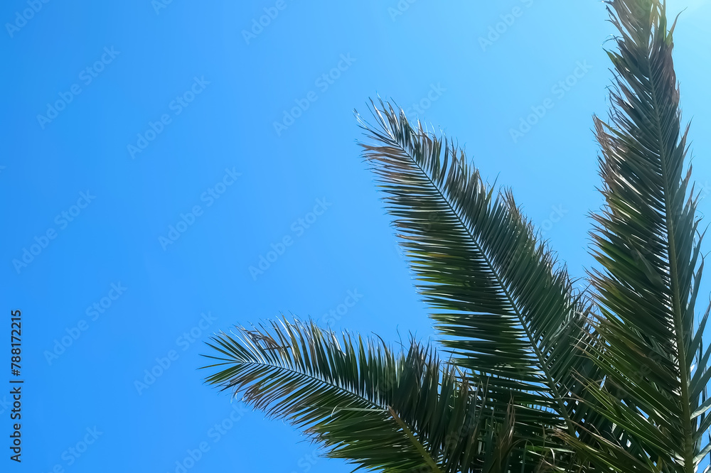 Nature background with palm tree leaves on clear blue sky in sunny day. Copy space on left. Tropical plant with leaves swaying in wind. Travel, tourism, advertisement banner, tropic lifestyle concept. Nature background with palm tree leaves on clear blue sky in sunny day. Copy space on left. Tropical plant with leaves swaying in wind. Travel, tourism, advertisement banner, tropic lifestyle concept.
