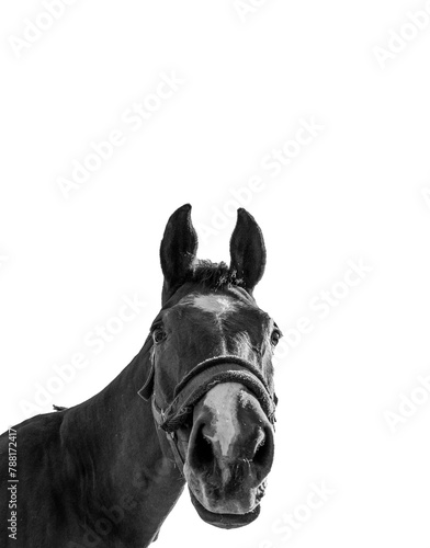Vertical photo of a horse head. Black and white horse head isolated on white background. 