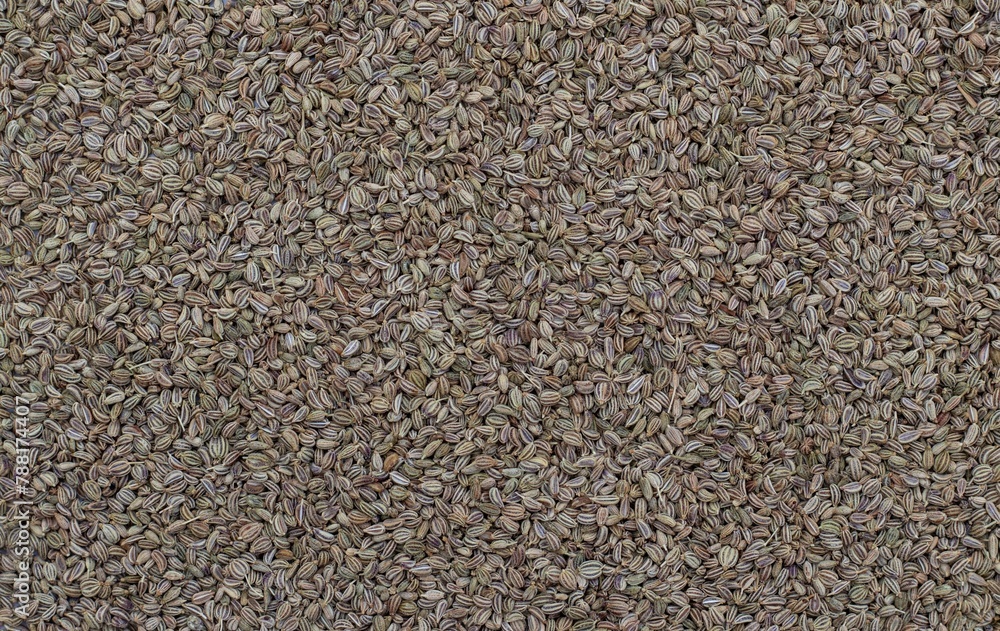Ajwain Seeds or Ajowan Background with Copy Space. Also Known as Thymol ...
