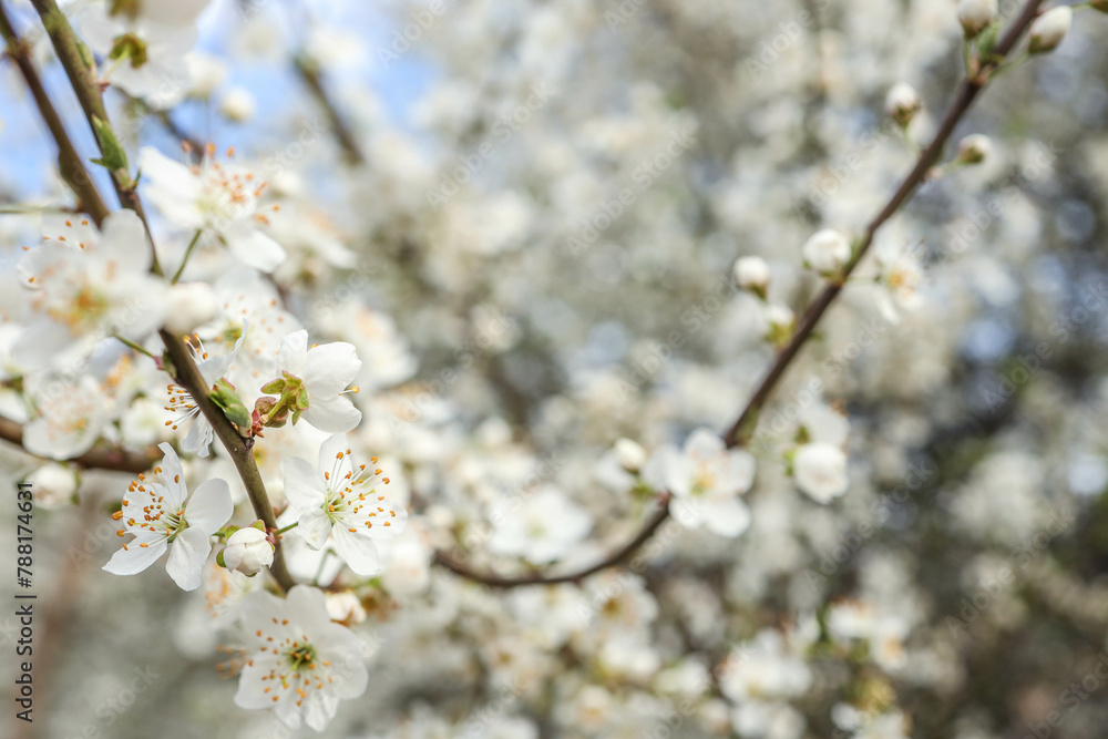 Spring blossom background. Beautiful nature scene with blooming tree on sunny day. Spring flowers Spring blossom background. Beautiful nature scene with blooming tree on sunny day. Spring flowers