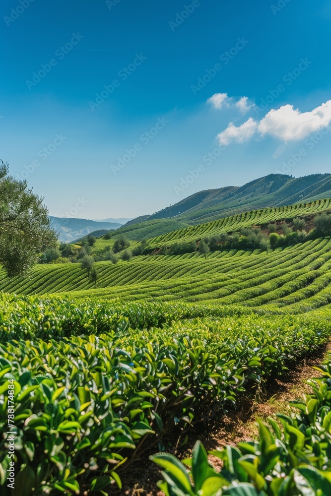 A photo of a tea plantation in Turkey, with rows of green tea bushes under a blue sky A photo of a tea plantation in Turkey, with rows of green tea bushes under a blue sky