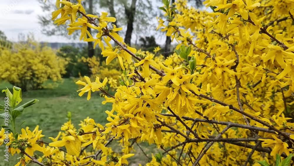 Forsythia. Brightly flowering yellow shrub in the park. Yellow flowers close up. Flowering branch in spring, selective focus Forsythia. Brightly flowering yellow shrub in the park. Yellow flowers close up. Flowering branch in spring, selective focus
