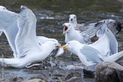 seagulls fighting over fish 2 photo