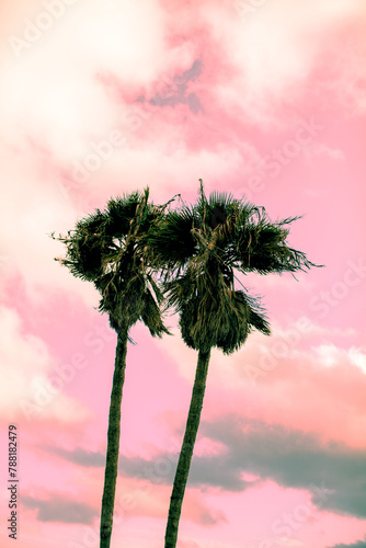Palms © Silvia