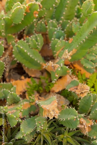 Closeup of Euphorbia resinifera, the resin spurge, is a species of spurge native to Morocco. photo