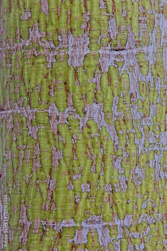 Closeup of Brachychiton populneus trunk, commonly known as the kurrajong, is native to Australia. photo