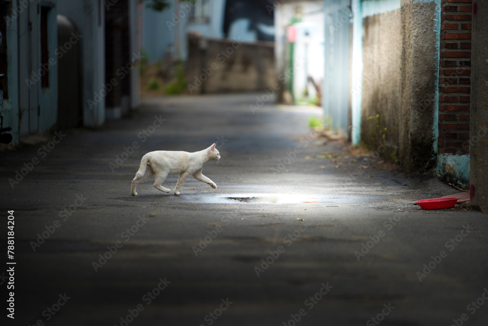 a cat passing through an alley