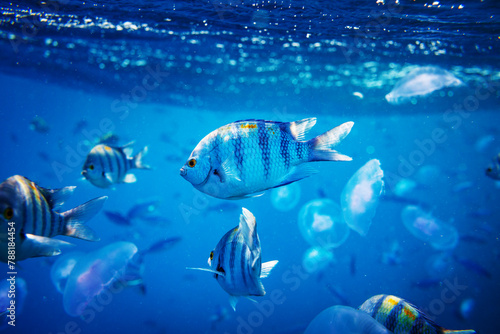Fish underwater photo
