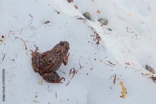 Closeup of Common frog (Rana temporaria) on the sitting on the ground in spring.