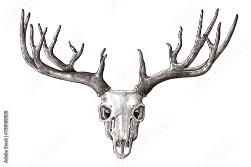 Hand drawn deer skull with antler design element photo