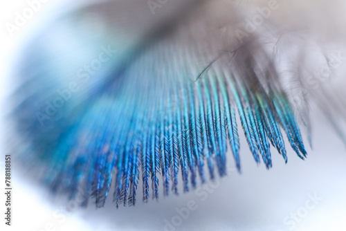 Macro shot of a blue peacock feather on a white background