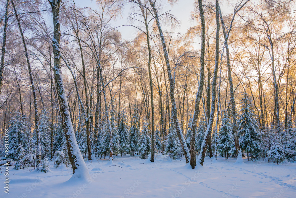 View of snowy forest with pine trees from a high perspective, Nahabino, Russia. View of snowy forest with pine trees from a high perspective, Nahabino, Russia.
