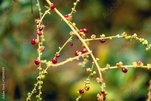 red wild berries on a bush in the woods