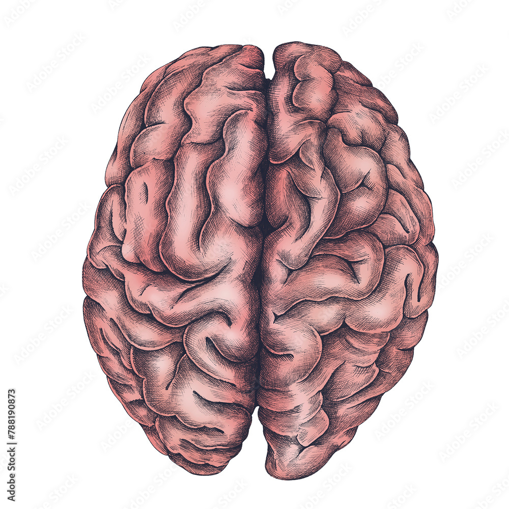 Naklejka premium Hand drawn pink human brain design element