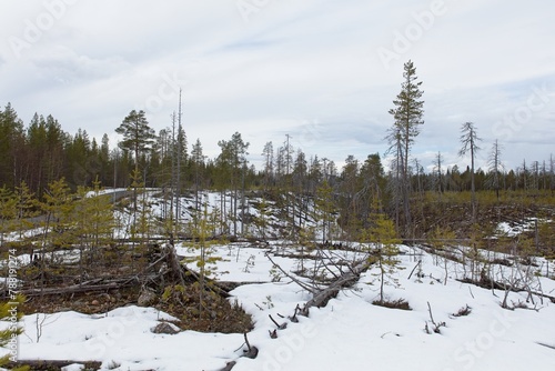 The Natura 2000 site of Pahamaailma which is a old forest where forest restoration was carried out by burning trees, Suomussalmi, Finland. photo