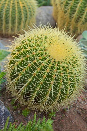 Golden barrel cactus  echinocactus grusonii  also known as golden ball or mother-in-law s cushion  is native to east-central Mexico.