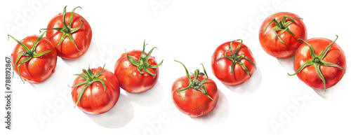 A collection of transparent background illustrations of isolated tomatoes.
