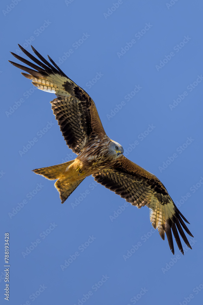 Fototapeta premium Milano real en vuelo en Guadarrama