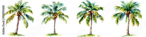 Ultra-Detailed Watercolor Palm Tree with Coconuts Clipart
