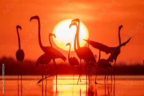 View of Flamingos at sunrise in mangrove, Progreso, Yucatan, Mexico. photo