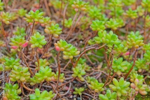 Closeup of Sedum rubrotinctum, commonly known as jelly-beans, jelly bean plant, or pork and beans, is a species of Sedum from the plant family Crassulaceae. It is native to Mexico. photo