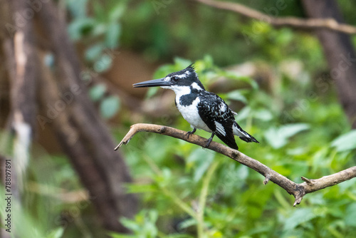 Pied kingfisher in the Murchison Falls National Park, Uganda