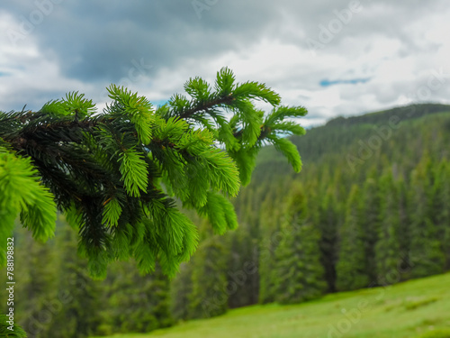 A spruce tree branch with blooming, green buds. Green Spruce and fir forests panorama. Forested and wild mountainsides of Capatanii Mountains. Carpathia, Romania. Cloudy day. photo