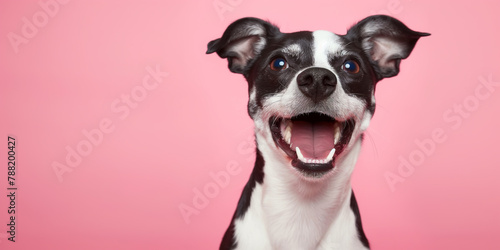 Photo of happy excited dog © Rymden