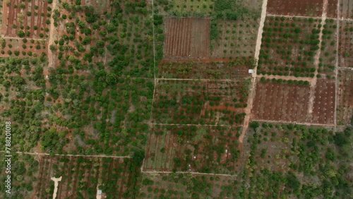 Aerial view of agricultural fields in rural Sotuta, Yucatan, Mexico. photo