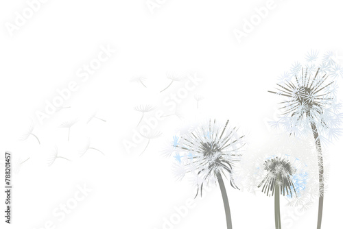 Dandelions flower png border  transparent background