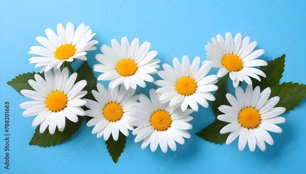 daisies on blue background daisies on blue background