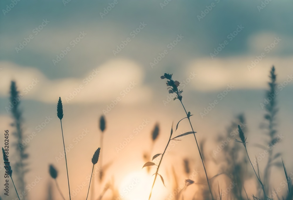 Obraz premium sunset in the field