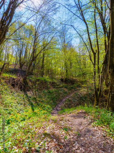 primeval forest trail in wild scenery. trees in green foliage. carpathian woodland in spring