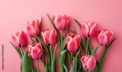 Beautiful pink tulips on pink background, flat lay. Greeting card with beautiful tulips on Mother's Day.