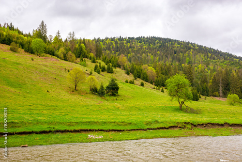 landscape with river among forested hills in spring on an overcast day. water steam with grassy shore. mountainous countryside scenery in the rural valley of ukraine