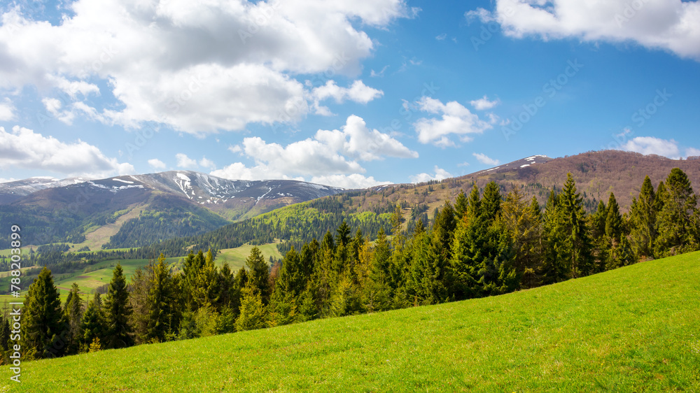 Obraz premium panoramic landscape of transcarpathia in spring. scenery with trees on the grassy hill. green environment of ukrainian carpathian mountain. sunny day with clouds on a blue sky. borzhava ridge 