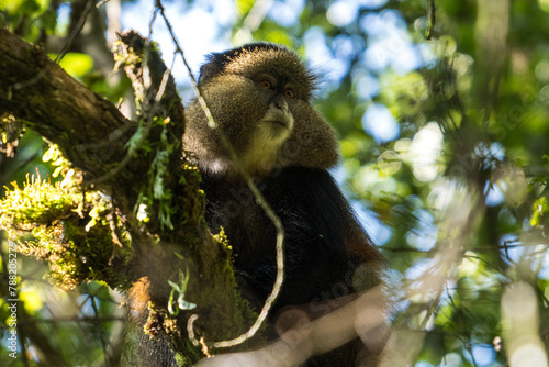 Golden Monkey in the Mgahinga Gorilla National Park, Uganda photo