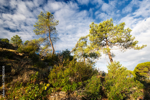 Pines, cistus and clouds