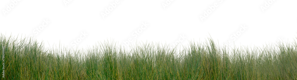 Obraz premium Grass png sticker border on transparent background